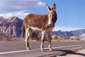 ass.JPG (29656 bytes)
