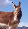 assbut.JPG (7856 bytes)
