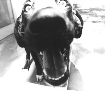 dog.JPG (18772 bytes)