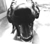 dogbut.JPG (6372 bytes)