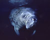manabut.JPG (5125 bytes)
